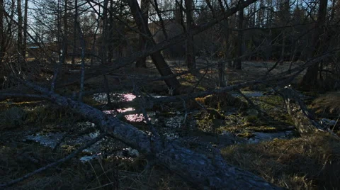 Spring creek, water in the spring forest Stock Footage 67288190