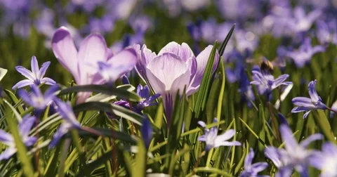 Spring Crocus with Bee Slider 動画素材 73756829