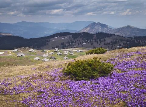 Spring Crocus Bloom Over Velika Planina Shepherd Village Foto stock