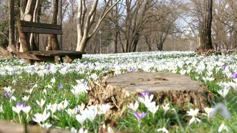Spring crocus blooms Stock Footage 233968752
