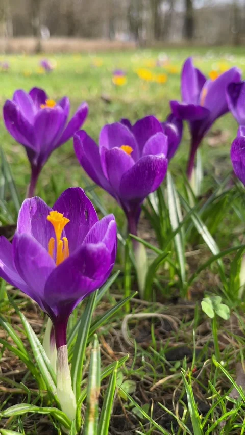Spring crocus blossoming in the park. Beautiful purple and yellow blooming .. Stock Footage 268873950