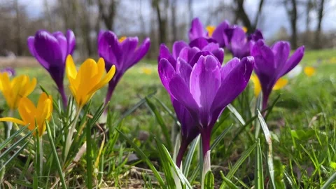Spring crocus blossoming in the park. Beautiful purple and yellow blooming .. Stock Footage 268873975