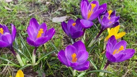 Spring crocus blossoming in the park. Beautiful purple and yellow blooming Video stock 276156560