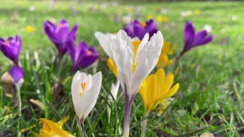 Spring crocus blossoming in the park. Stock Footage 270758561