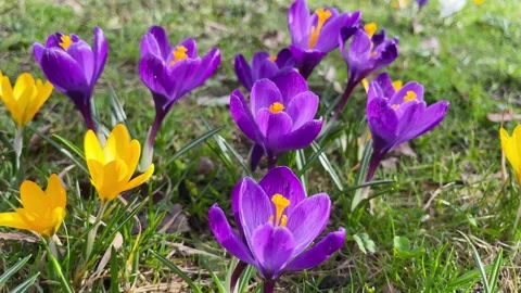Spring crocus blossoming in the park. Video stock 271272177