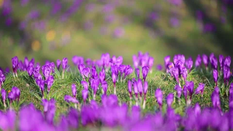 Spring crocus blossoms in forest clearing with warm sun rays, cinematic slow Stock Footage 326336329