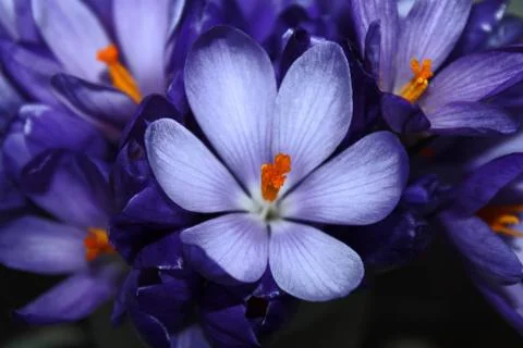 Spring crocus bouquet Stock Photos