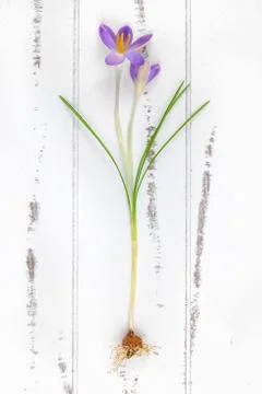 Spring crocus with bulb on a wooden background Stock Photos