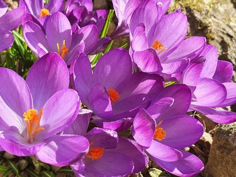 Spring crocus (Crocus vernus), deep purple flowers illuminated by the midday Stock Photos