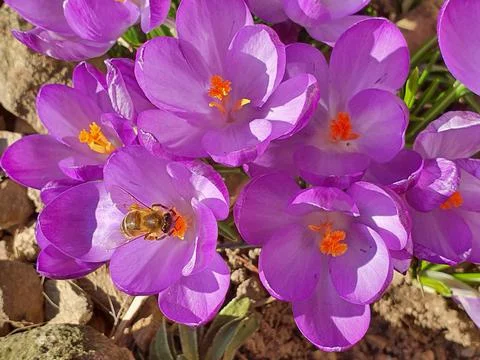 Spring crocus (Crocus vernus), deep purple flowers illuminated by the midday Stock Photos