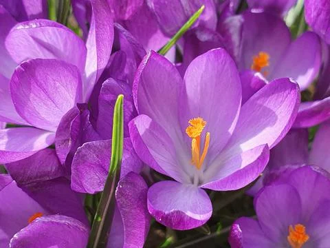 Spring crocus (Crocus vernus), deep purple flowers illuminated by the midday Stock Photos