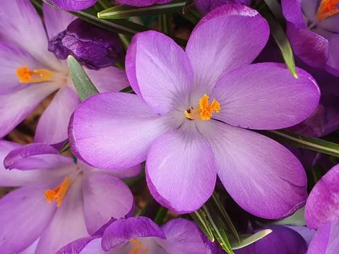Spring crocus (Crocus vernus), deep purple flowers illuminated by the midday Stock Photos