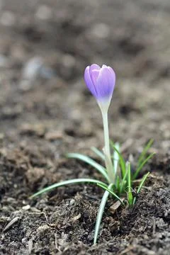 Spring crocus (Crocus vernus) 库存照片