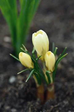 Spring crocus (Crocus vernus) Foto stock