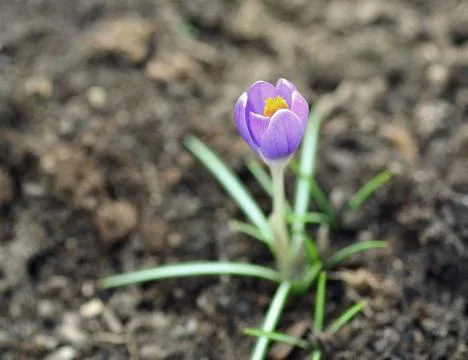 Spring crocus (Crocus vernus) 库存照片