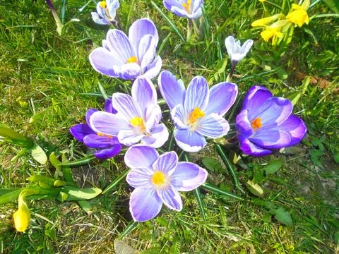Spring crocus (Crocus vernus) with striped purple petals on sunny garden lawn Stock Photos