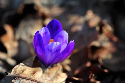 Spring crocus flower blooming close-up Stock Photos