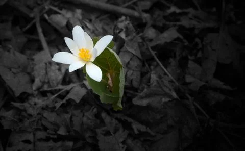 Spring Crocus Flower on Forest Floor Stock Photos
