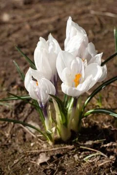 Spring crocus flower Stock Photos