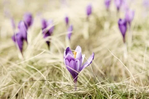 Spring crocus flower Stock-Fotos