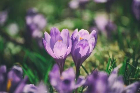 Spring crocus flower 写真素材