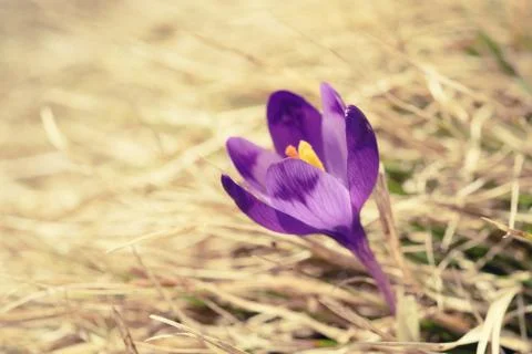 Spring crocus flower Photos