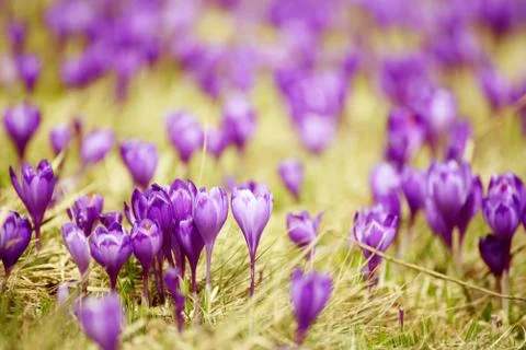 Spring crocus flower Photos