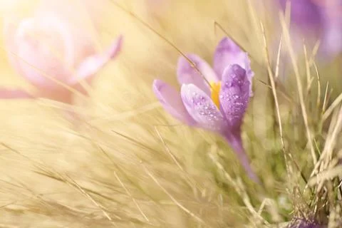 Spring crocus flower Фото