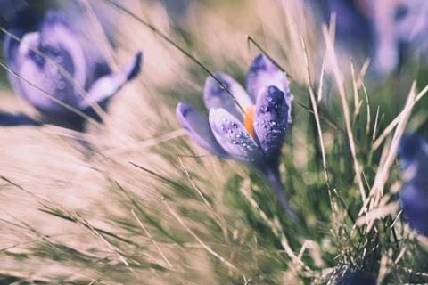 Spring crocus flower Stockfoto's