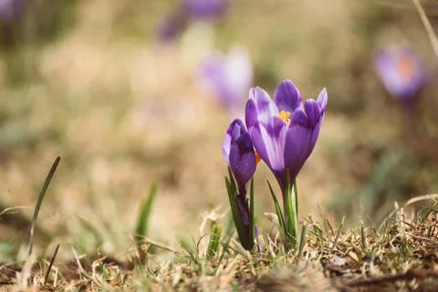 Spring crocus flower Stockfoto's