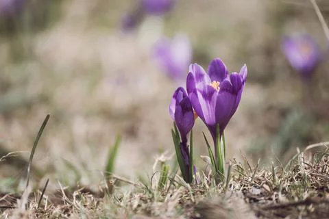 Spring crocus flower Foto stock