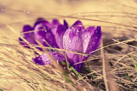 Spring crocus flower 写真素材