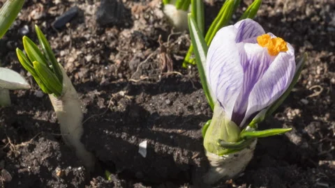 Spring crocus flower in the sun, timelapse Stock Footage 283282140