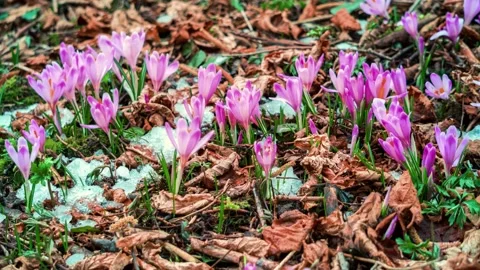 Spring Crocus flowers bloom and snow melting in forest meadow Growing Time lapse 스톡 동영상 152311713