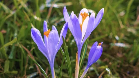 Spring crocus flowers bloom in fresh green meadow sunny morning Time lapse 스톡 동영상 152448498
