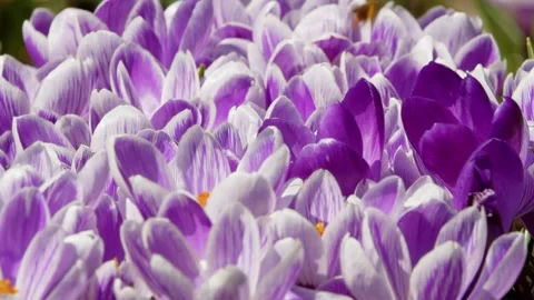 Spring crocus flowers bloom in a meadow in the park. Close-up Stock Footage 273009581