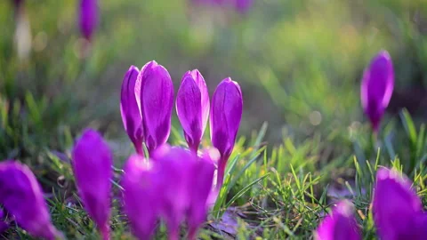 Spring crocus flowers blooming in forest clearing, soft golden light Stock Footage 326337594