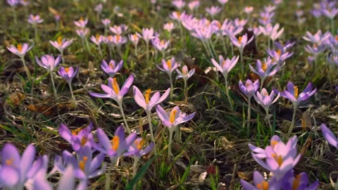 Spring crocus flowers blooming in meadow Stock Footage 337948293
