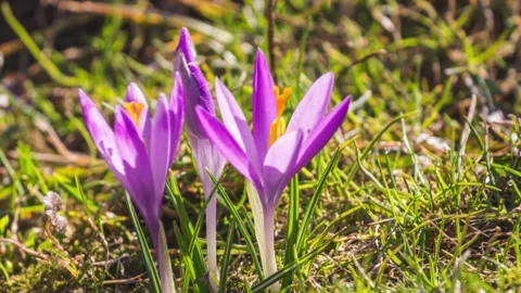 Spring Crocus flowers blooming in sunny morning nature meadow Time lapse Stock Footage 186647674