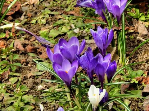Spring crocus flowers close-up Stock Photos