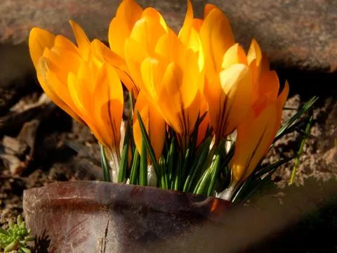 Spring crocus flowers close-up Stock Photos