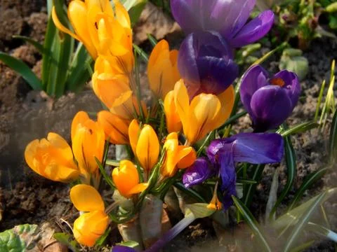 Spring crocus flowers close-up Stock Photos