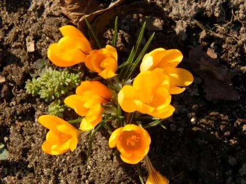Spring crocus flowers close-up Stock Photos