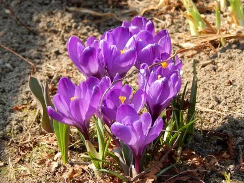 Spring crocus flowers close-up Stock Photos