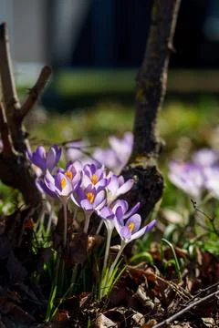 Spring Crocus Flowers Crocus vernus Blooming in Forest with Sunlight Stock Photos