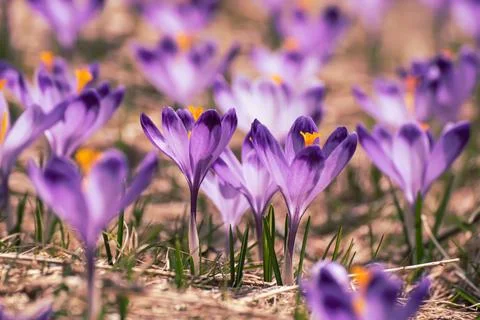 Spring crocus flowers, Easter background Stock-Fotos