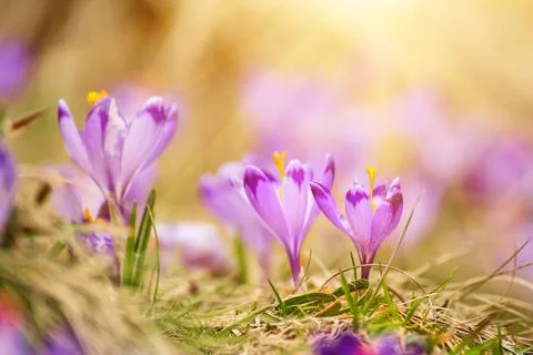 Spring crocus flowers, Easter background Stockfoto's
