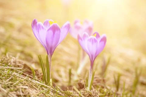Spring crocus flowers, Easter background Photos