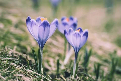 Spring crocus flowers, Easter background 写真素材