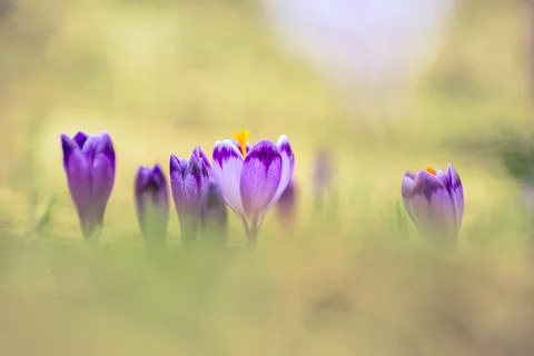 Spring crocus flowers, Easter background Stockfoto's